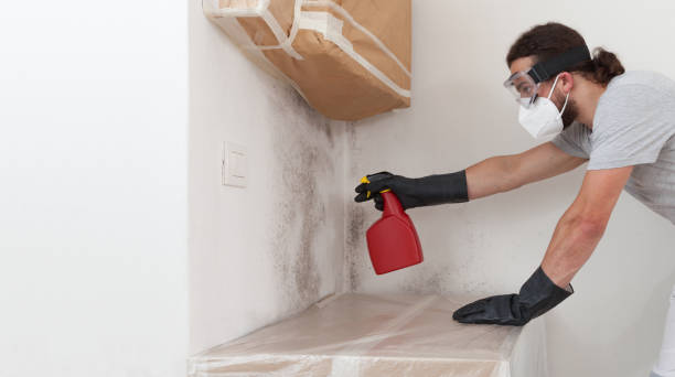 Basement Mold Remediation treatment on basement walls in Pikesville